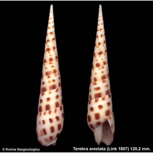 Terebra areolata Gorgeous Large!