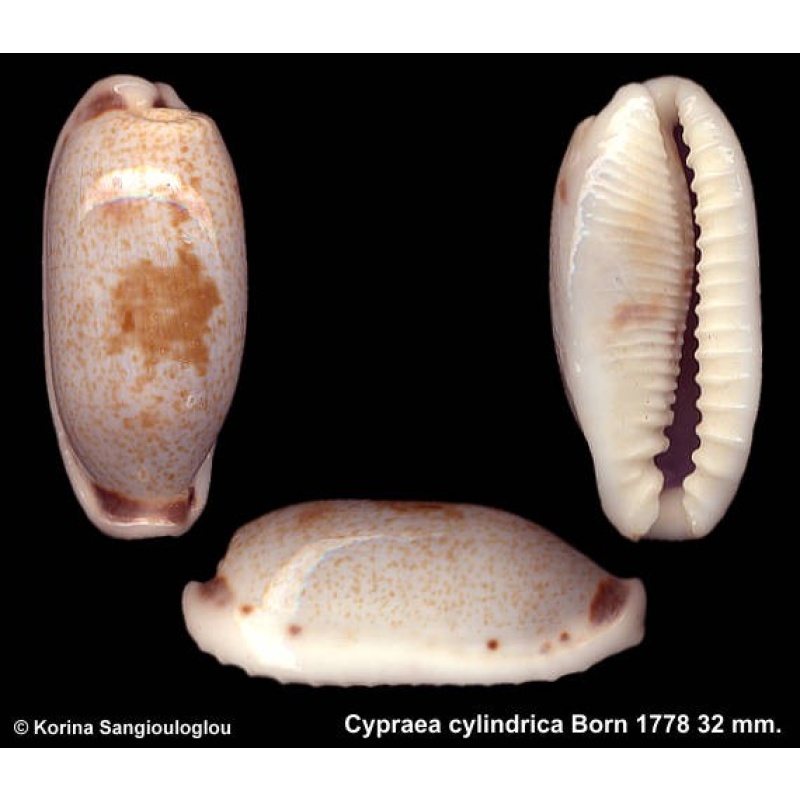 Cypraea cylindrica Outstanding!