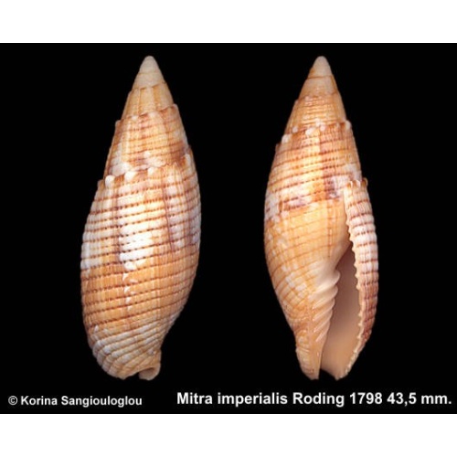Mitra imperialis Gorgeous Large!