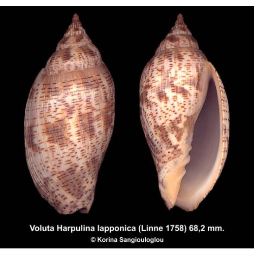 Voluta Harpulina lapponica Gorgeous!