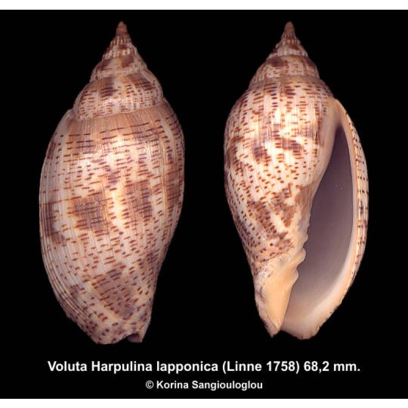 Voluta Harpulina lapponica Gorgeous!