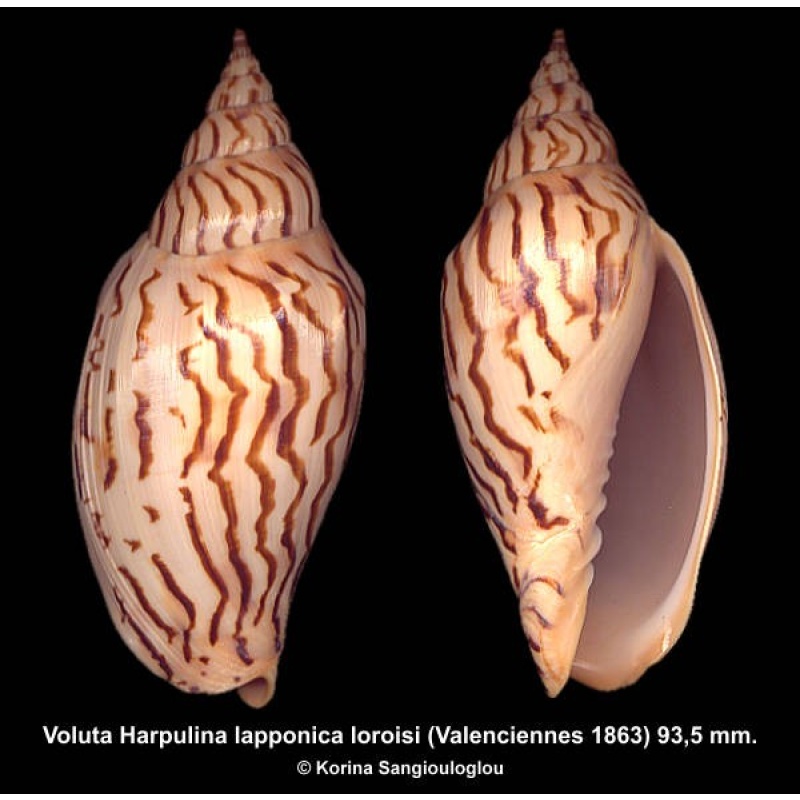 Voluta Harpulina lapponica loroisi Gorgeous!
