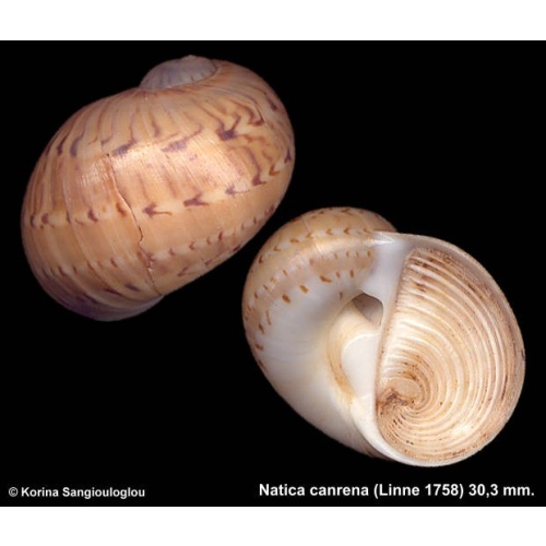 Natica canrena Gorgeous!