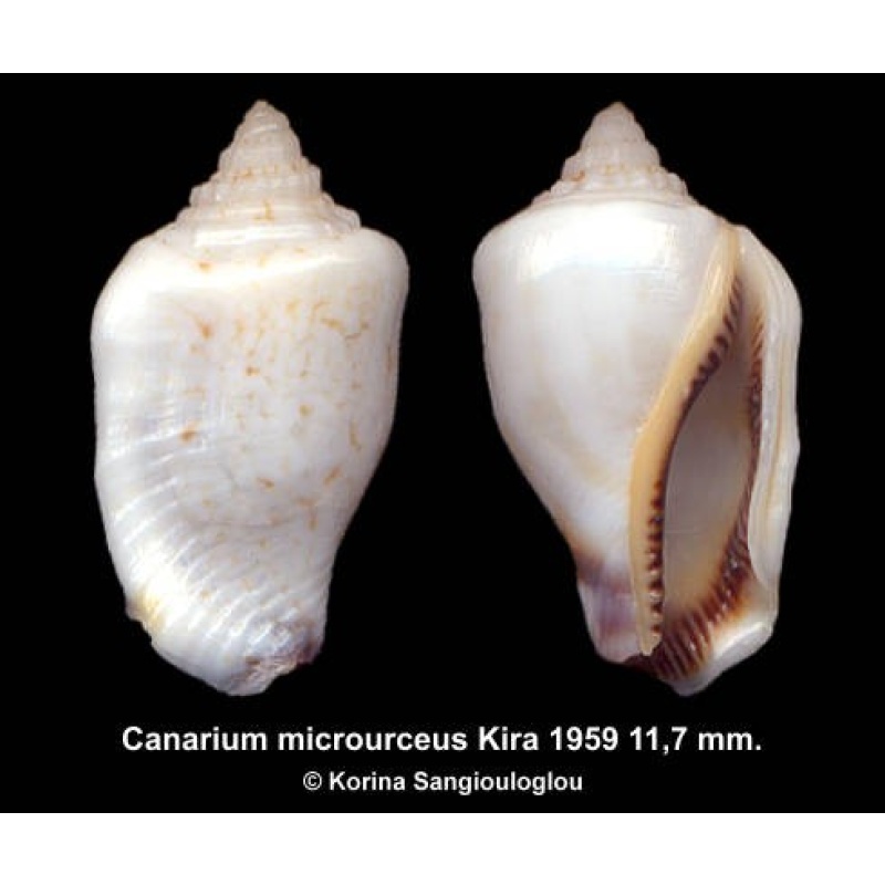 Canarium microurceus Outstanding!