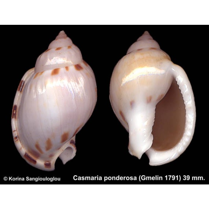 Casmaria ponderosa Outstanding!