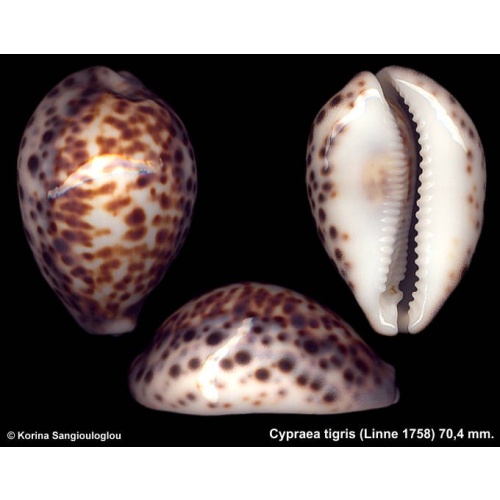 Cypraea tigris Gorgeous White Brown spots!