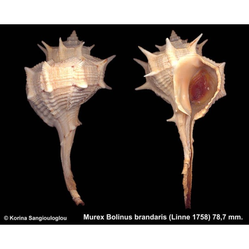 Murex Bolinus brandaris Gorgeous!