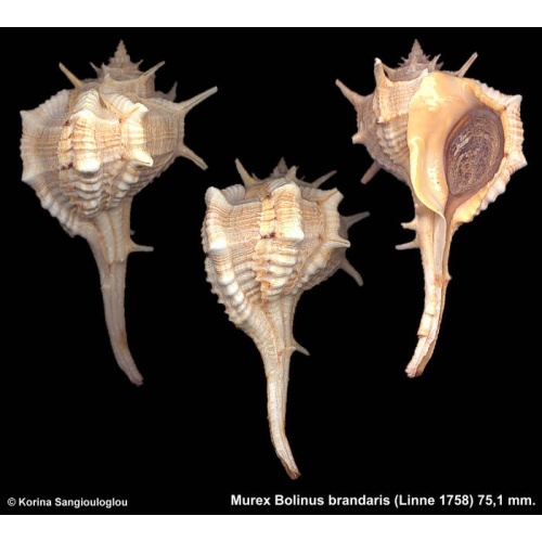 Murex Bolinus brandaris Gorgeous Strong Varices!