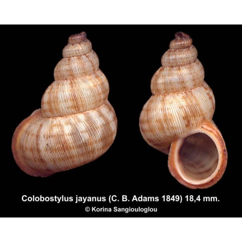 Colobostylus jayanus Gorgeous!