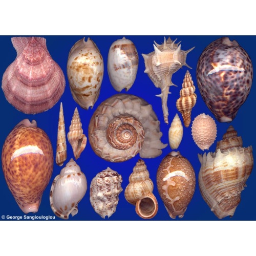 Seashells composition from auction February 2022