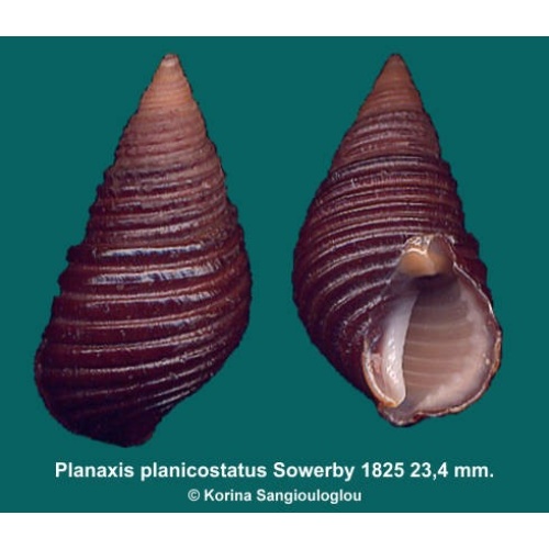 Planaxis planicostatus Outstanding! Large!