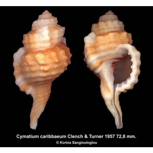 Cymatium caribbaeum Gorgeous Large Orange!