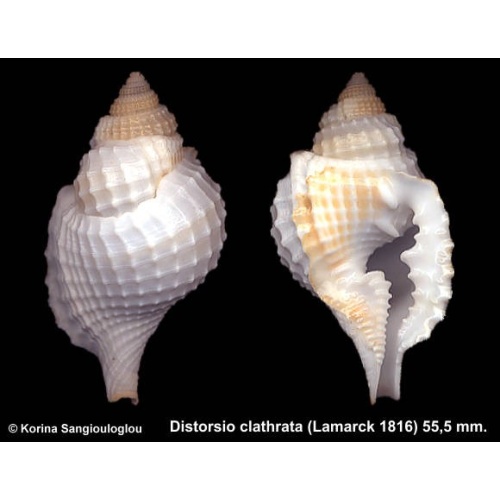 Distorsio clathrata Gorgeous!