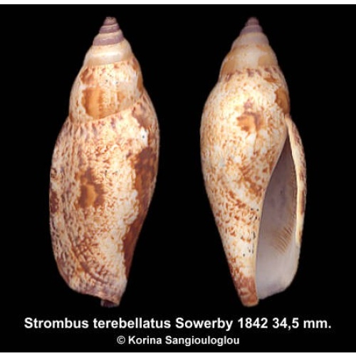 Strombus terebellatus Gorgeous!