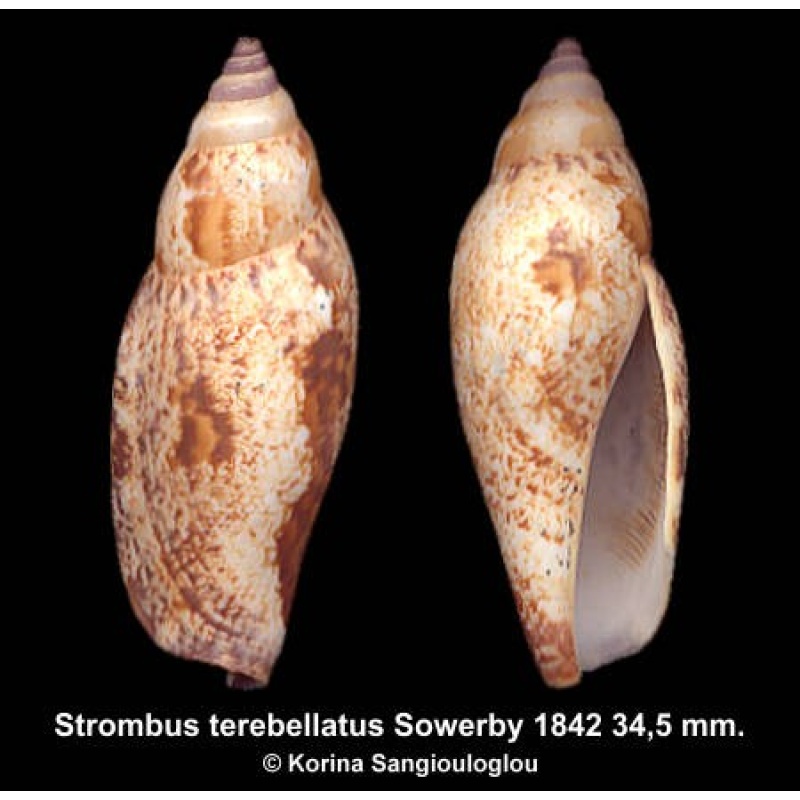 Strombus terebellatus Gorgeous!