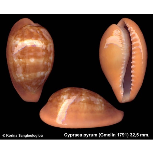 Cypraea pyrum Gorgeous Banded Unusual!