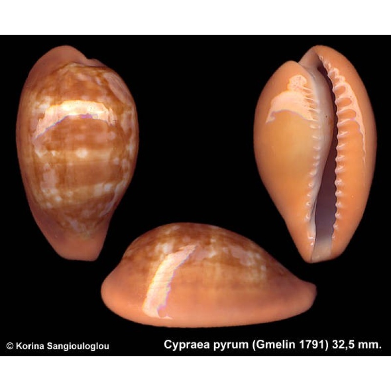 Cypraea pyrum Gorgeous Banded Unusual!
