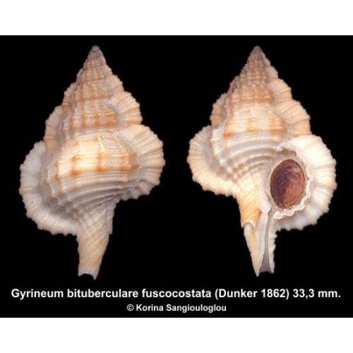 Gyrineum bituberculare fuscocostata Gorgeous Superb!