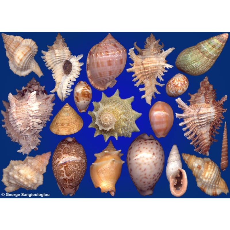 Seashells composition from auction April 2022