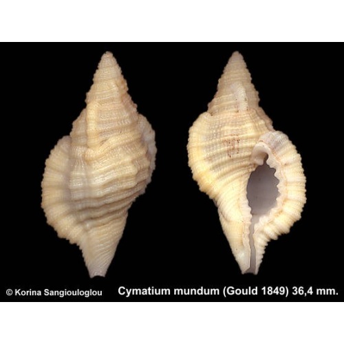 Cymatium mundum Gorgeous Yellowish/cream!