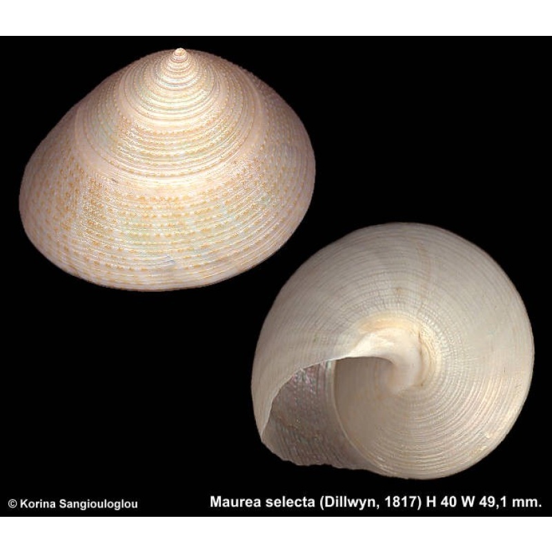 Maurea selecta Gorgeous Large!