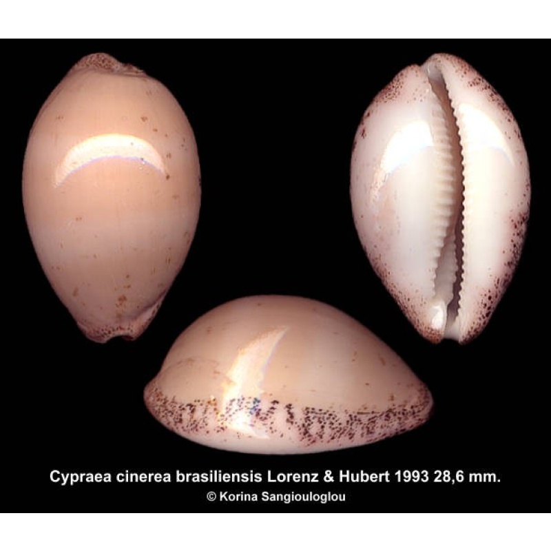 Cypraea cinerea brasiliensis Gorgeous Inflated!