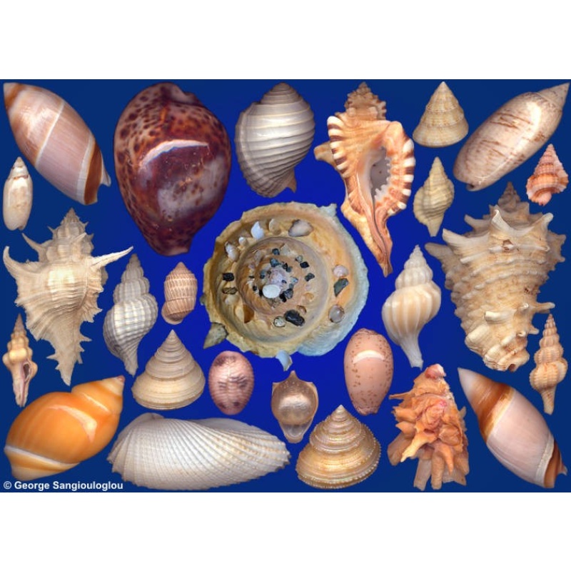 Seashells composition from auction May 2022