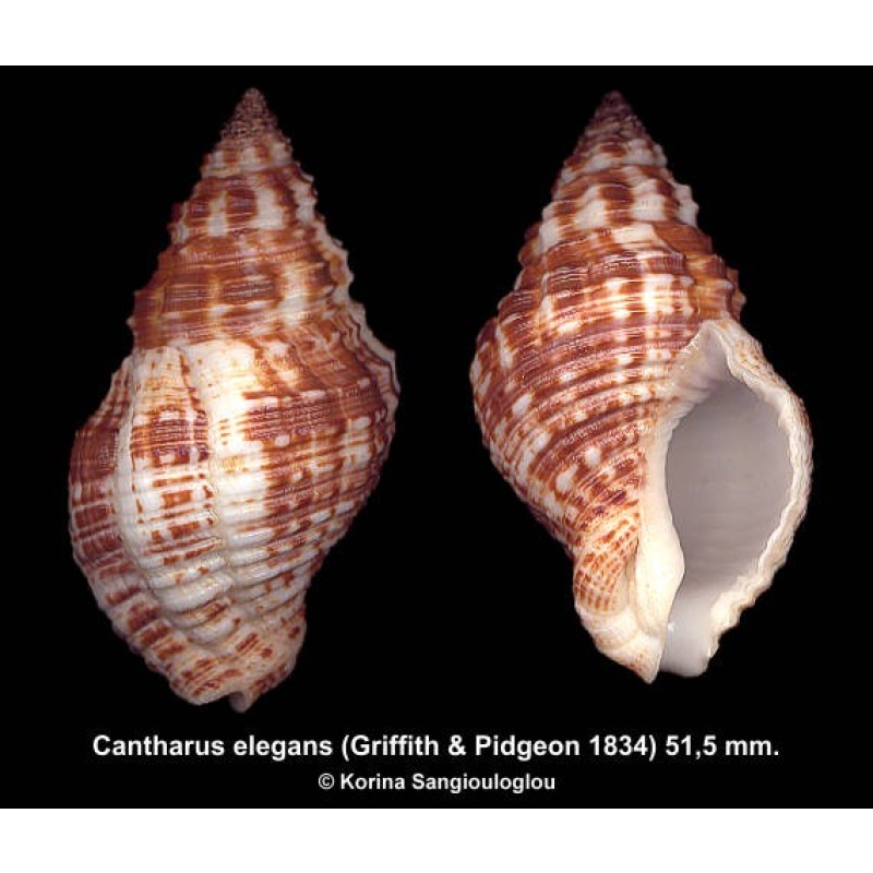 Cantharus elegans Outstanding Huge!