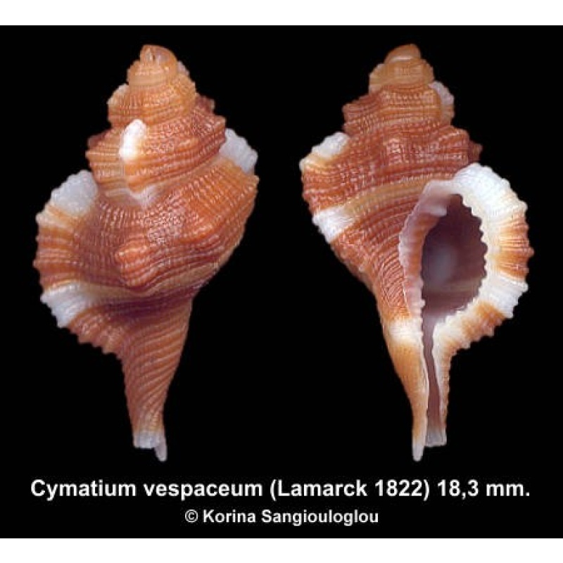 Cymatium vespaceum Outstanding!