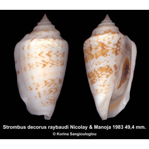 Strombus decorus raybaudi Gorgeous Light Large!