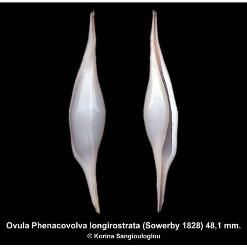 Ovula Phenacovolva longirostrata Outstanding!