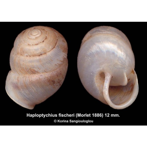 Haploptychius fischeri Gorgeous Fabulous Shape!