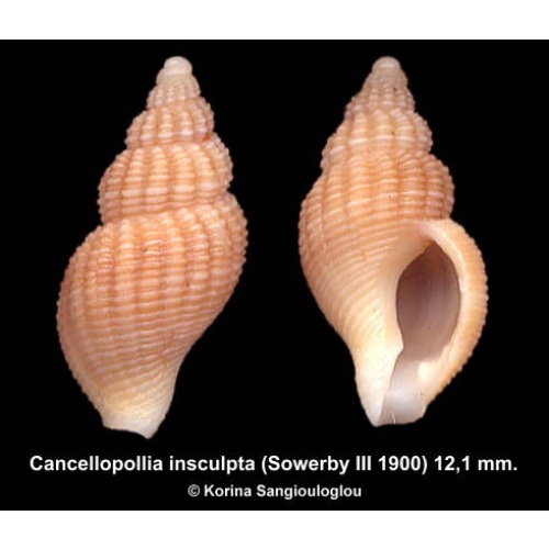 Cancellopollia insculpta Outstanding!