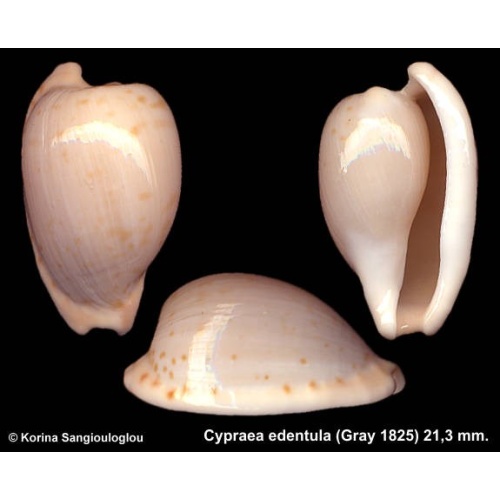 Cypraea edentula Outstanding!