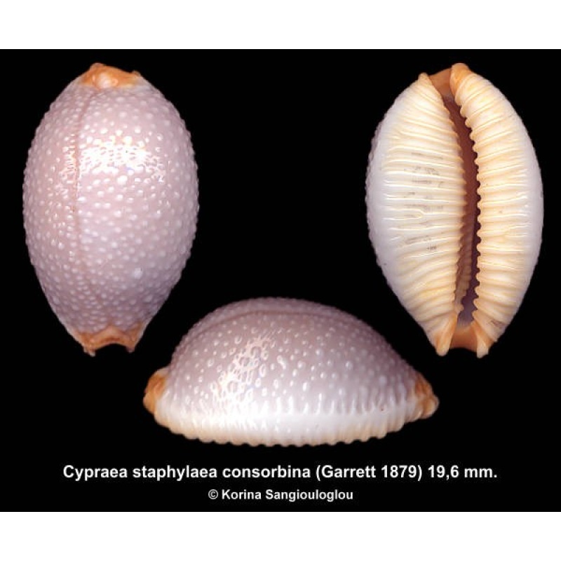 Cypraea staphylaea consorbina Gorgeous Sky/blue!