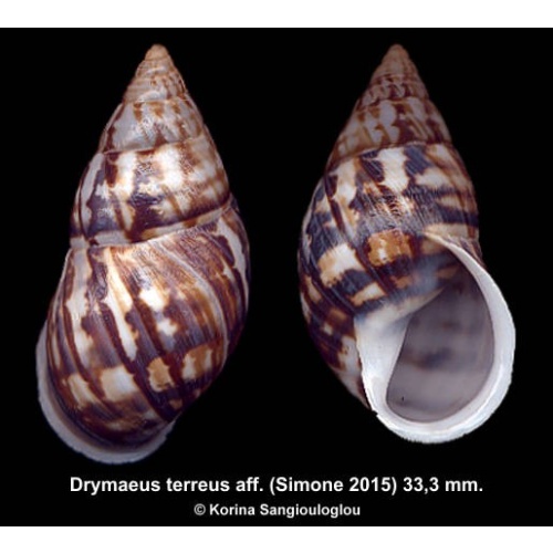 Drymaeus terreus aff. Gorgeous!