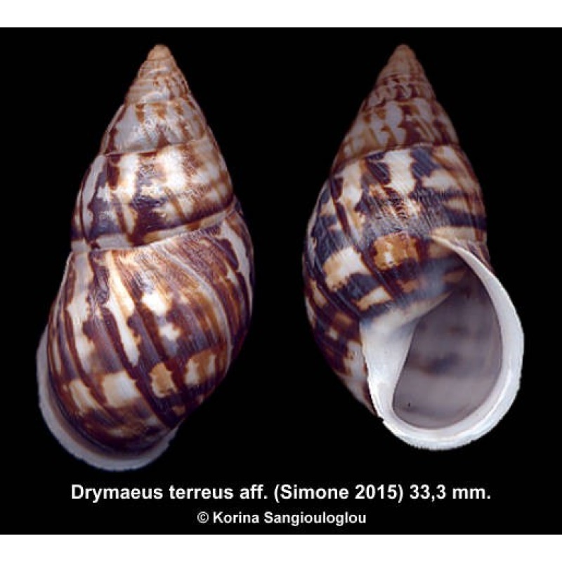 Drymaeus terreus aff. Gorgeous!