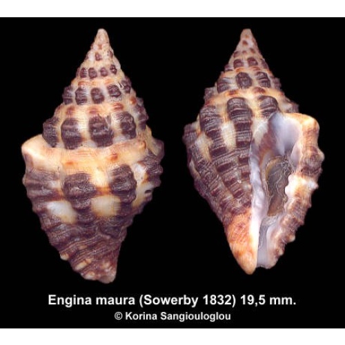 Engina maura Gorgeous Colorful!