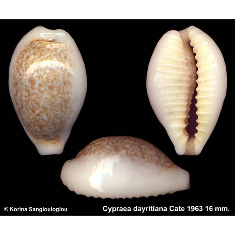 Cypraea dayritiana Outstanding Greenish!