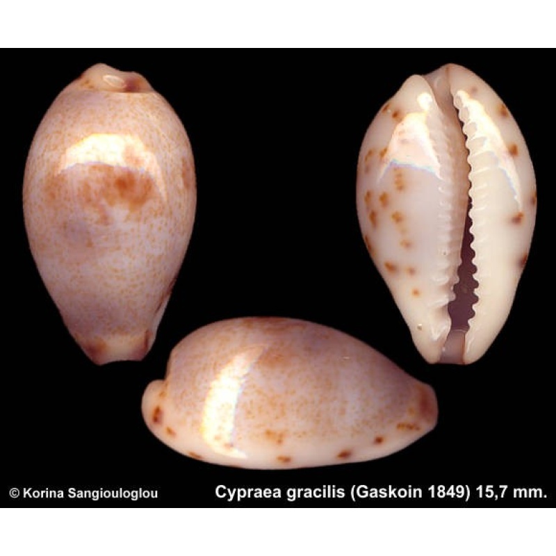Cypraea gracilis Outstanding!