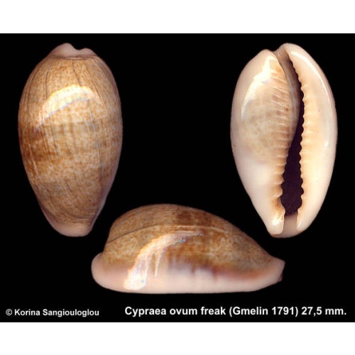 Cypraea ovum freak Gorgeous Sharp Margin!