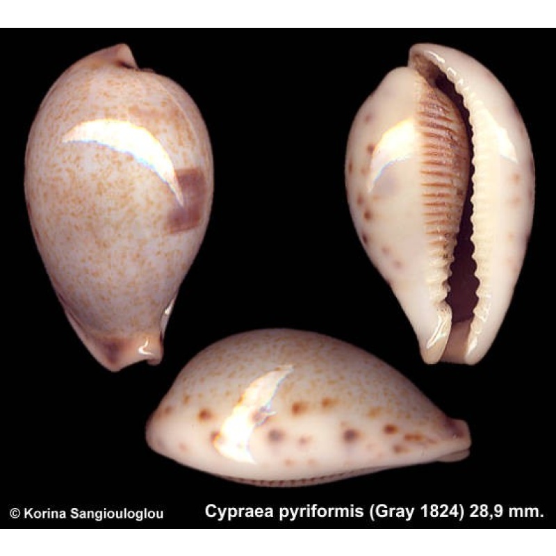 Cypraea pyriformis Outstanding!