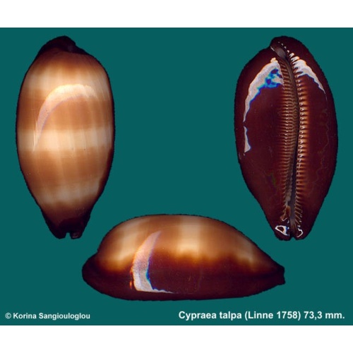 Cypraea talpa Gorgeous Large!