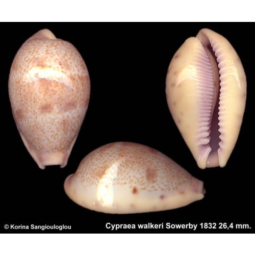 Cypraea walkeri Outstanding!