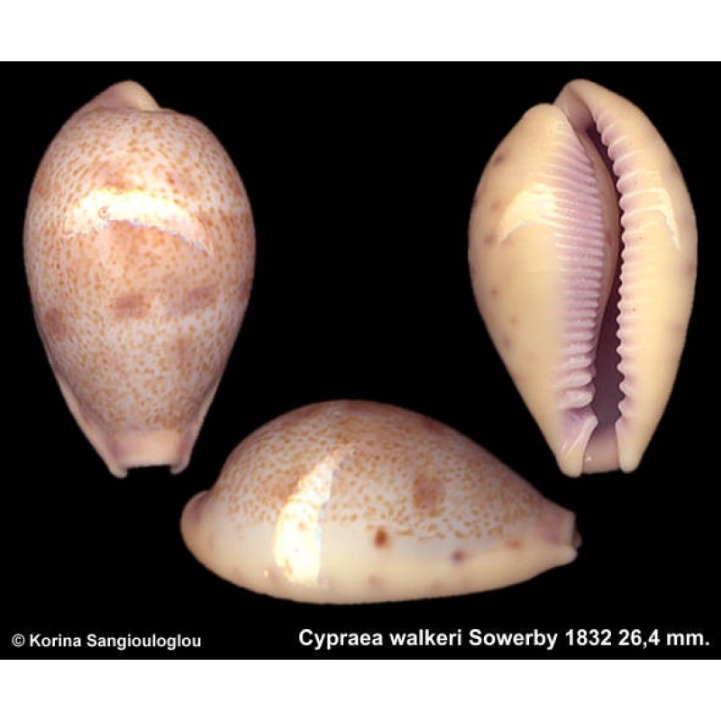 Cypraea walkeri Outstanding!