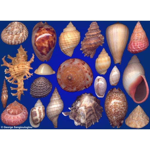Seashells composition from auction August 2022