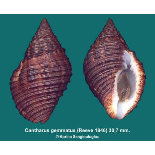 Cantharus gemmatus Outstanding!