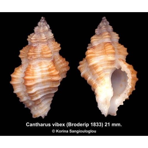 Cantharus vibex Gorgeous!