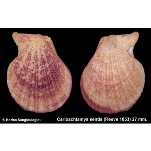 Caribachlamys sentis Outstanding!