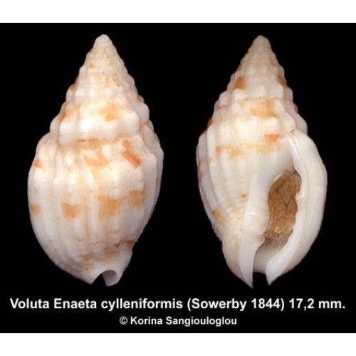 Voluta Enaeta cylleniformis Gorgeous!